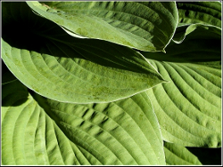 Hostas